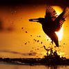 Eisvogel fängt Fisch bei Sonnenuntergang. von IJsvogels.nl - Corné van Oosterhout