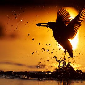 IJsvogel vangt vis tijdens zonsondergang. van IJsvogels.nl - Corné van Oosterhout