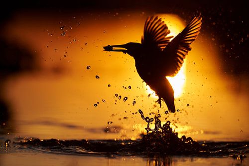 Kingfisher catches fish during sunset.