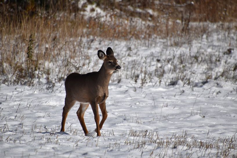 A fawn in a field by Claude Laprise