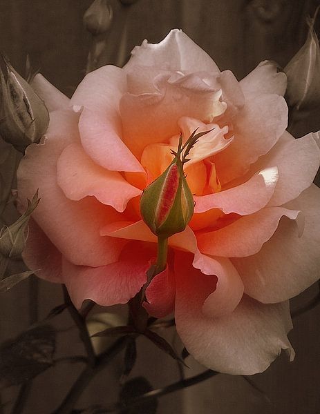 roos par ton langbroek