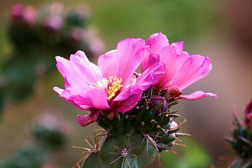 Cactusbloem van erikaktus gurun