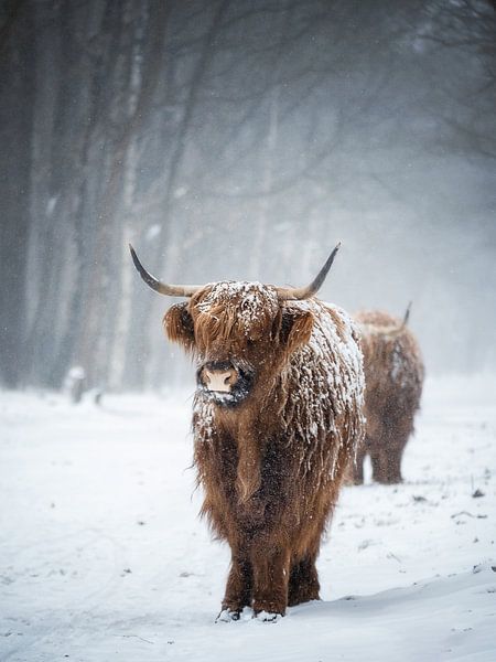 Braving the cold by Pascal Raymond Dorland