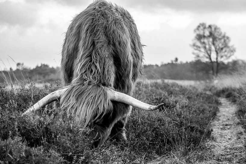 Scottish Highlander by Anouk Poelstra