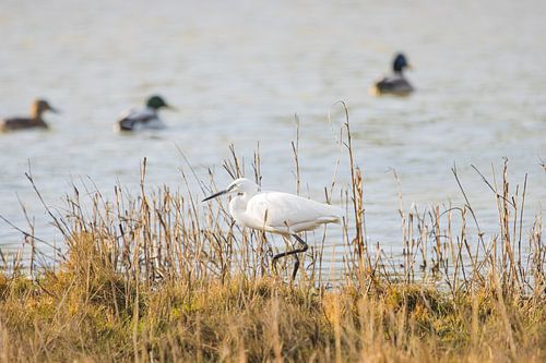 Kleine zilverreiger