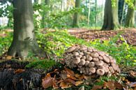 Pear-shaped drift fungus in the Neerijnen forest by René Weijers thumbnail