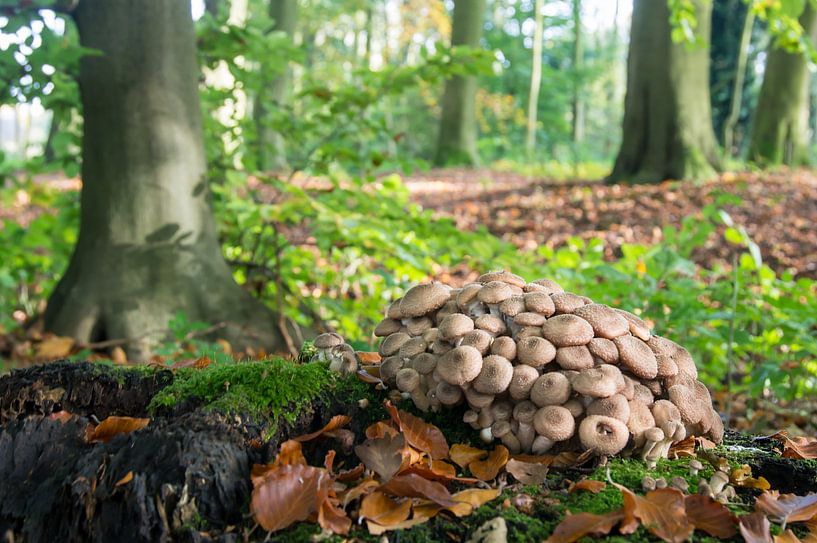 Pear-shaped drift fungus in the Neerijnen forest by René Weijers