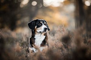 dog dans les landes sur Lotte van Alderen