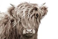 Schotse hooglander kop kalf