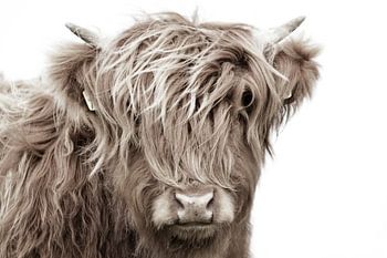 Schottisches Highlander-Kopfkalb