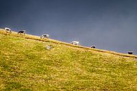 Kühe auf dem Berg