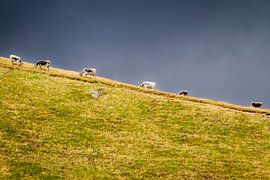 Cows on mountain by Teus Oosterwijk