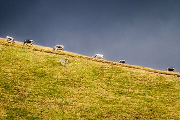 Koeien op berg van Teus Oosterwijk