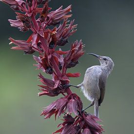La danse du meunier malachite (diptyque) sur Lex van Doorn