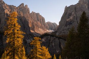 Arbres et rochers