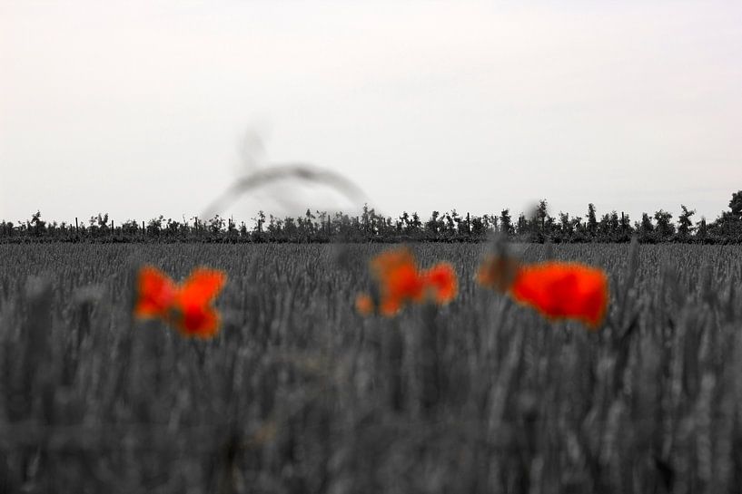 Vage klaprozen van Arno Photo