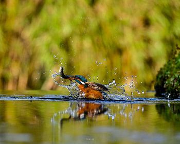martin-pêcheur avec poisson hors de l'eau