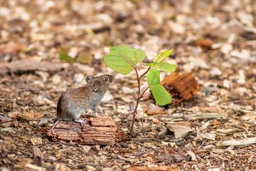 Feldmaus schnüffelt an einem Blatt von Ellen Thomassen