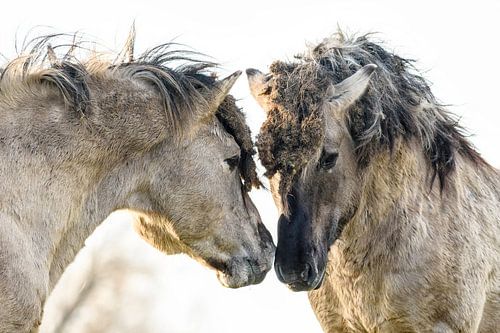I like you by jowan iven