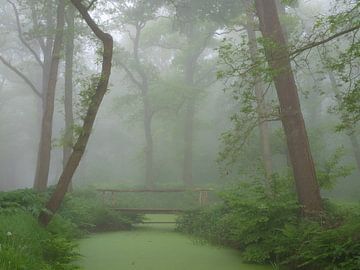 groene mist van snippephotography