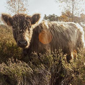 Galloway in het gouden zonlicht van Geert Van Baelen
