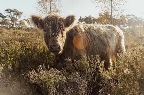 Galloway in het gouden zonlicht