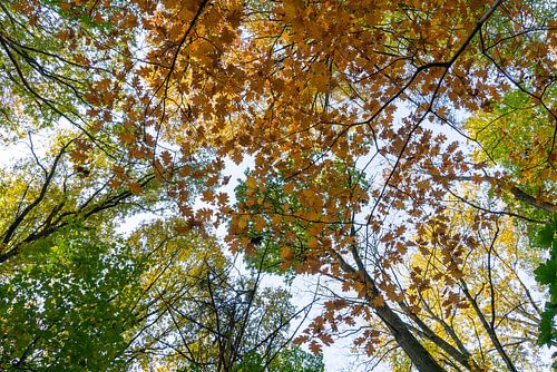 Toppen van de bomen in het bos
