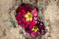 Spring Flower