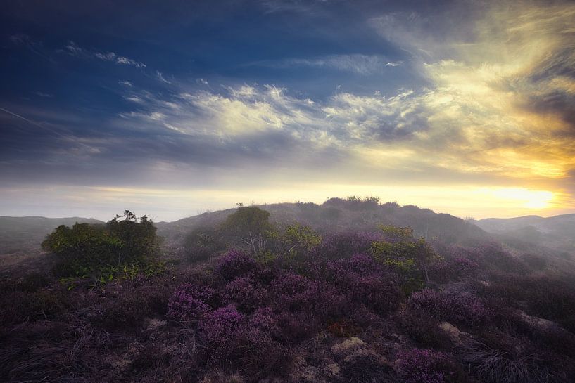Hill of heather in the schoorl dunes by peterheinspictures