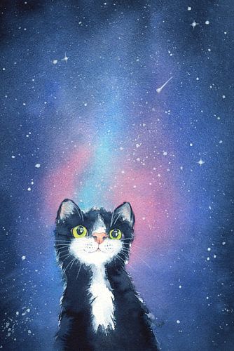 Un chat regarde les étoiles