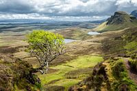 The Quiraing Tree