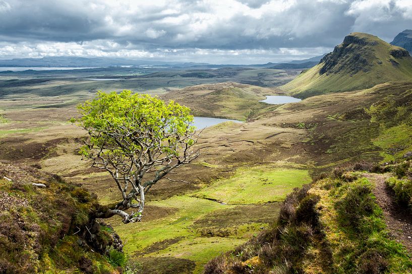 The Quiraing Tree van Ruud van den Berg