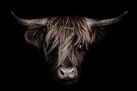 Schotse hooglander met donkere achtergrond van Steven Dijkshoorn thumbnail