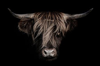 Schottischer Highlander mit dunklem Hintergrund