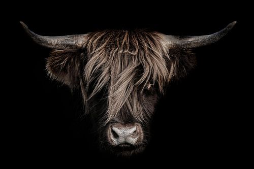 Schotse hooglander met donkere achtergrond