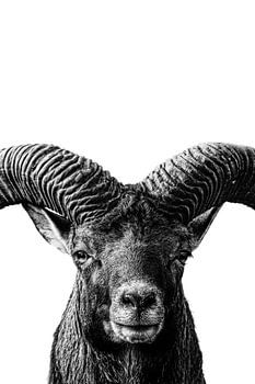 Mouflon - la force dans la symétrie