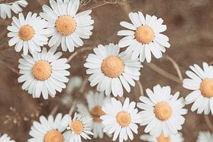Marguerites dans des tons bruns vintage | Photographie de fleurs de printemps sur Denise Tiggelman