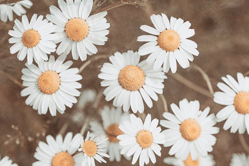 Marguerites dans des tons bruns vintage | Photographie de fleurs de printemps par Denise Tiggelman