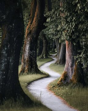 Romantisch pad in het bos van fernlichtsicht