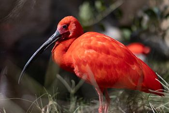 Scarlet-billed Curlew | Bird