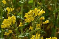 Proud upright yellow flowers