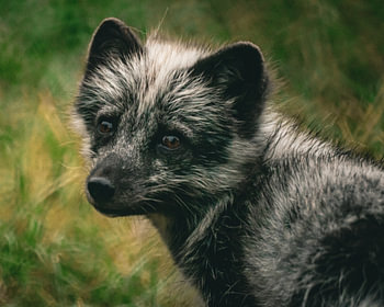 Polarfuchs