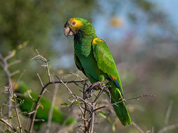 Een  yellow-shouldered amazon papegaai van Pieter JF Smit