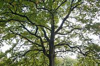 Baum