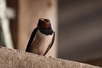 Peasant Swallow