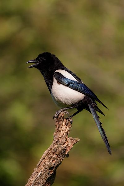 Elster (Pica pica) von Dirk Rüter