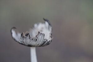 Champignon sur Moetwil en van Dijk - Fotografie