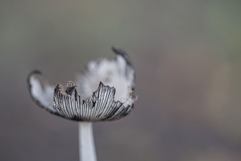 Mushroom by Moetwil en van Dijk - Fotografie