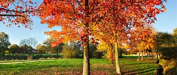 Paysage d'automne avec des arbres rouges sur Corinne Welp