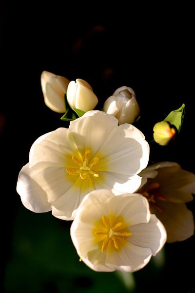 Witte tulpen van Marianna Pobedimova